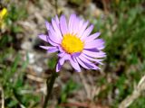 Aster (4)